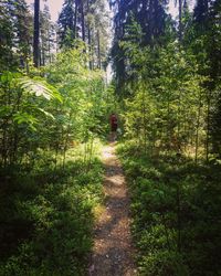 Rear view of person walking on footpath in forest