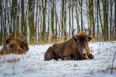 Wisent on a sunny day in the snow