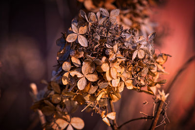 Close-up of wilted plant