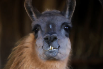 Close-up portrait of a horse