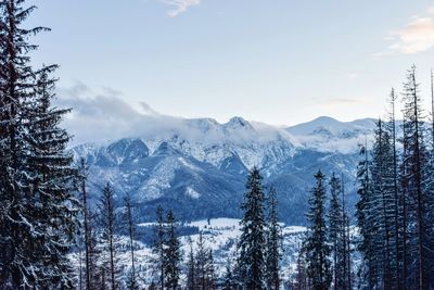 Scenic view of forest against sky during winter