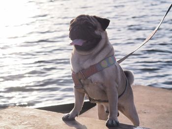 Dog looking away while standing on beach