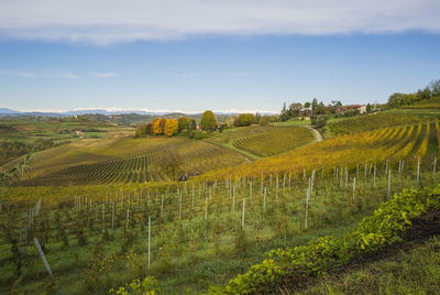 Scenic view of vineyard against sky