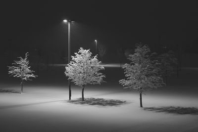 Illuminated trees against sky at night during winter