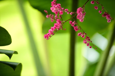 Close-up of pink flowering plant