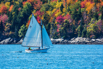 Sailboat sailing on sea by trees