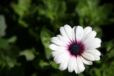 Close-up of white flower blooming outdoors