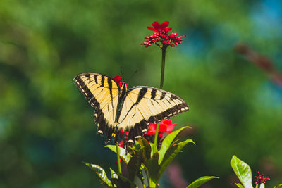 Butterfly pollinating on flower