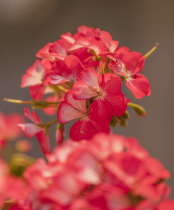 Close-up of red flowers blooming outdoors