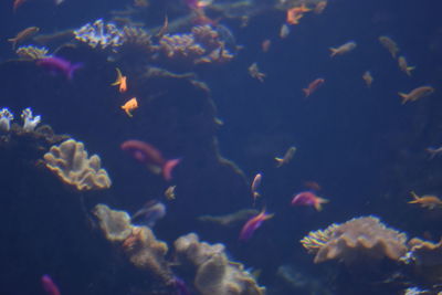High angle view of birds flying over sea