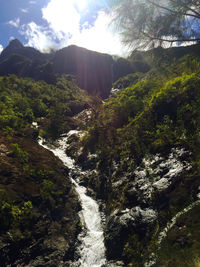 Scenic view of waterfall in forest