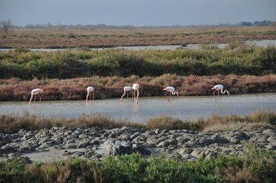 Horses in a field