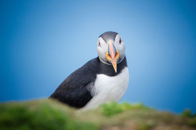 Close-up of a bird against clear blue sky