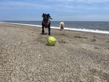 Man with ball on beach against sky