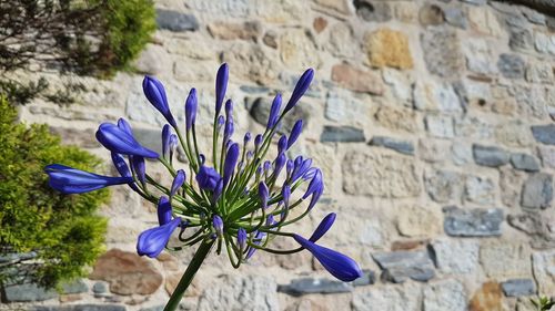Close-up of purple flowering plant against wall