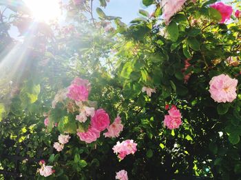 Close-up of pink flowers on plant at sunset