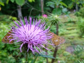 Close-up of purple thistle flowers