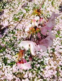 Close-up of pink cherry blossoms in spring