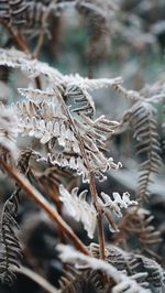Close-up of frozen plant