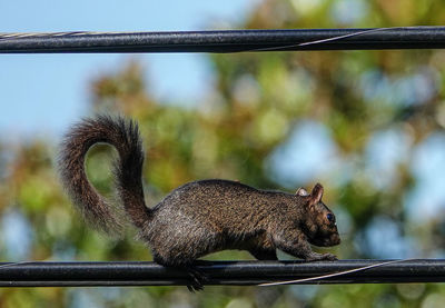 Close-up of a squirrel on metal