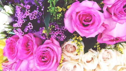 Close-up of pink flowers