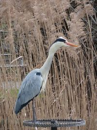 High angle view of gray heron perching on car