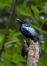 Close-up of bird perching on tree