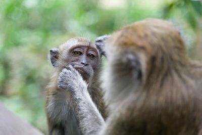 Close-up of monkey looking away