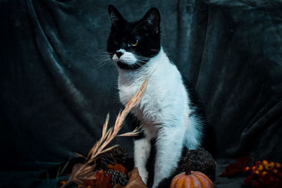 Portrait of cat relaxing at home