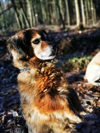 Dog looking away on field