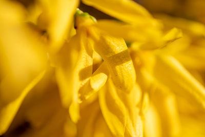Close-up of yellow flowering plant