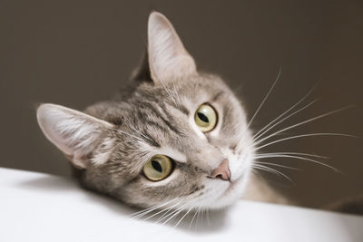 A close-up portrait of an adult shorthair gray cat with a white mustache and yellow eyes. 