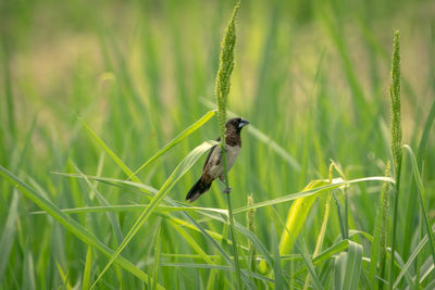 Close-up of insect on grass