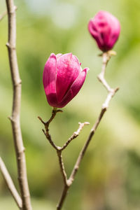 Close-up of pink flowers