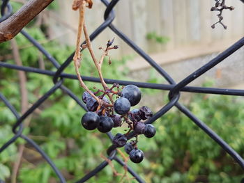 Close-up of berries on tree