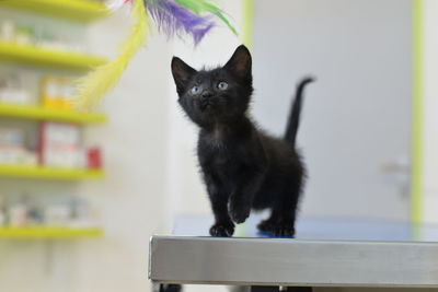 Abandoned kitten at the veterinary clinic