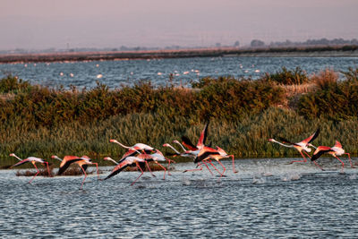 Birds in a sea