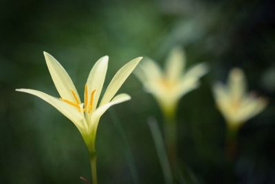 Close-up of daisy flowers