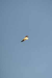 Low angle view of bird flying in sky