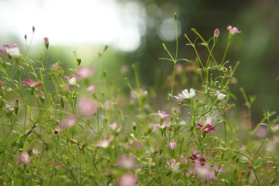 flower, growth, freshness, fragility, plant, beauty in nature, nature, blooming, focus on foreground, petal, stem, field, selective focus, close-up, pink color, in bloom, flower head, day, outdoors, blossom