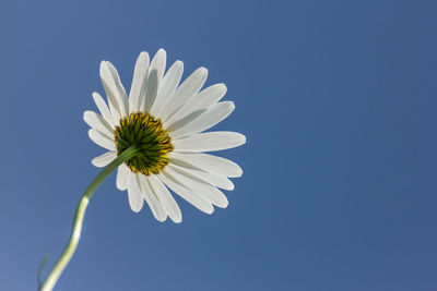Close-up of fresh white flower against blue sky