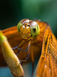 Close-up of dragonfly on plant