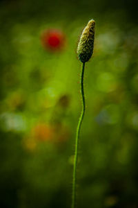 Close-up of flower bud