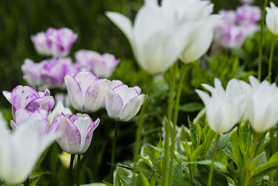 Close-up of white flowering plants on field