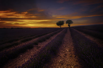 Scenic view of field against sky during sunset