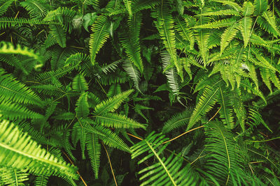 Full frame shot of palm tree leaves