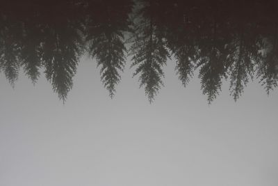 Trees against clear sky during winter