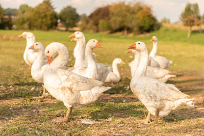 Flock of ducks on field in farm