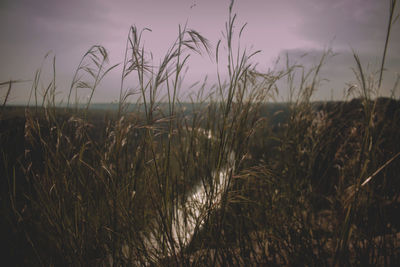 Close-up of grass on field against sky