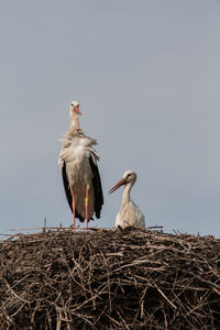 Low angle view of storks in nest against clear sky